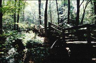 Dolly Sods Photo