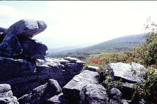 Dolly Sods Photo