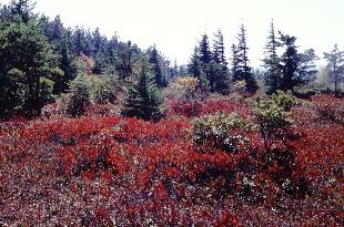 Dolly Sods Photo