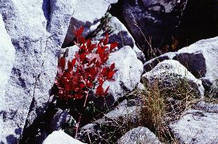 Dolly Sods Photo