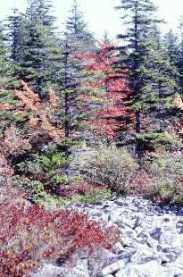 Dolly Sods Photo