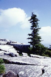 Dolly Sods Photo