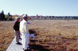 Dolly Sods Photo